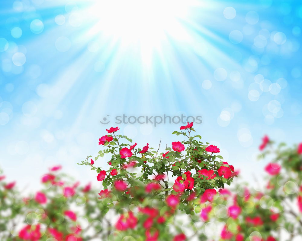 Similar – Image, Stock Photo Mallorcan flower Flower