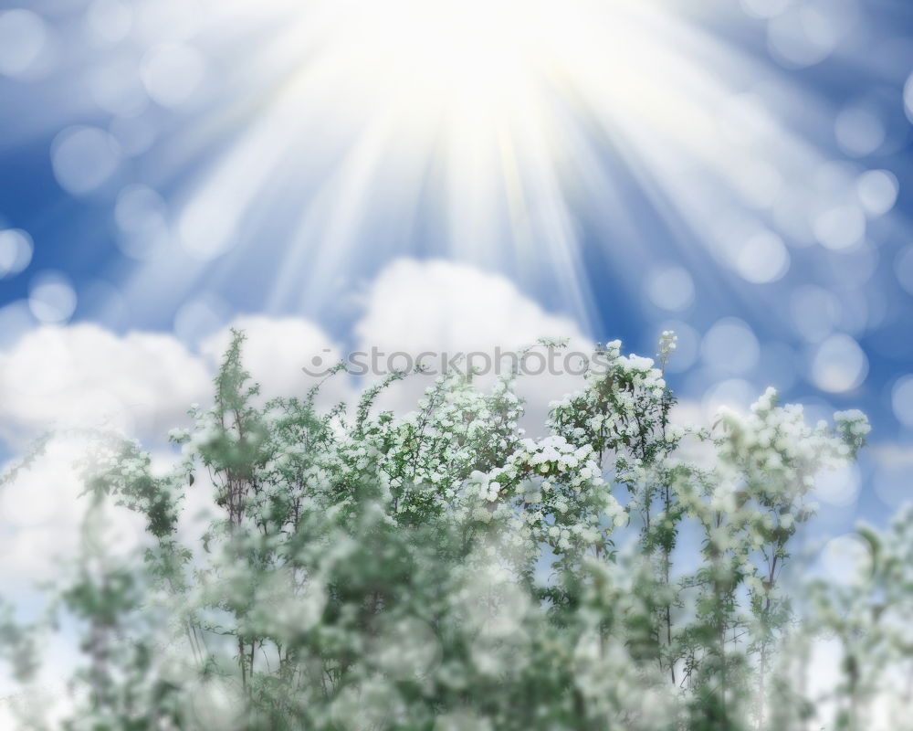 Similar – Image, Stock Photo summery… Nature Plant