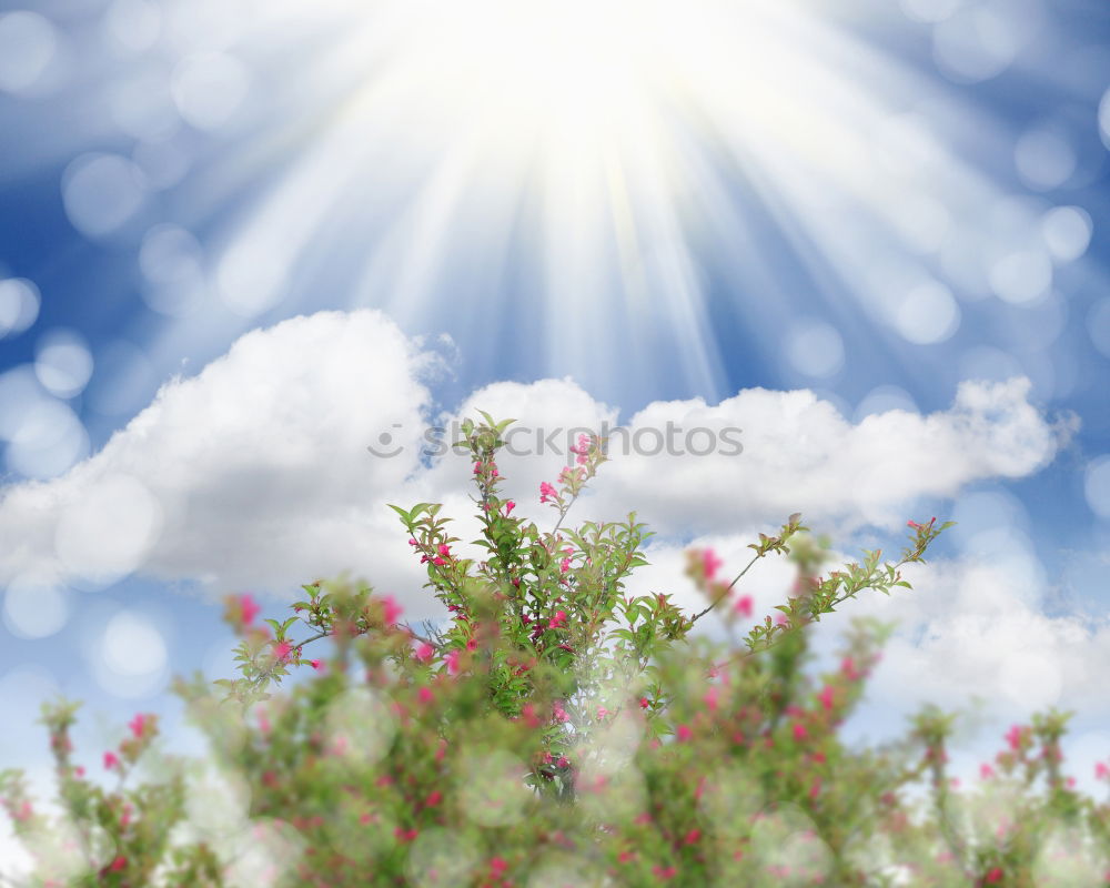 Similar – Image, Stock Photo Mallorcan flower Flower