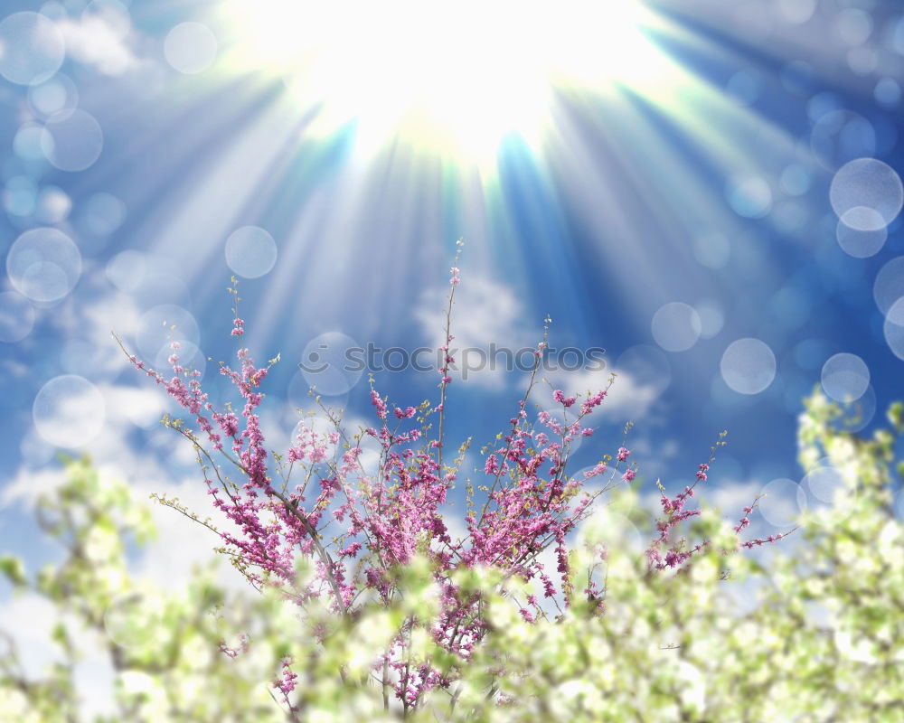 Similar – Image, Stock Photo Summer Garden with flower bed