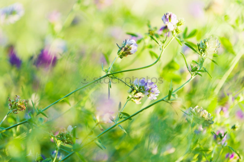 Image, Stock Photo sunny day Environment