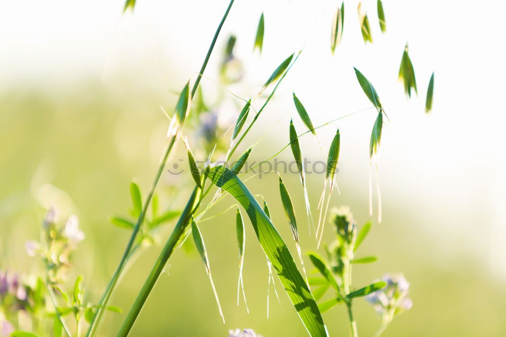 Similar – thyme Nature Landscape