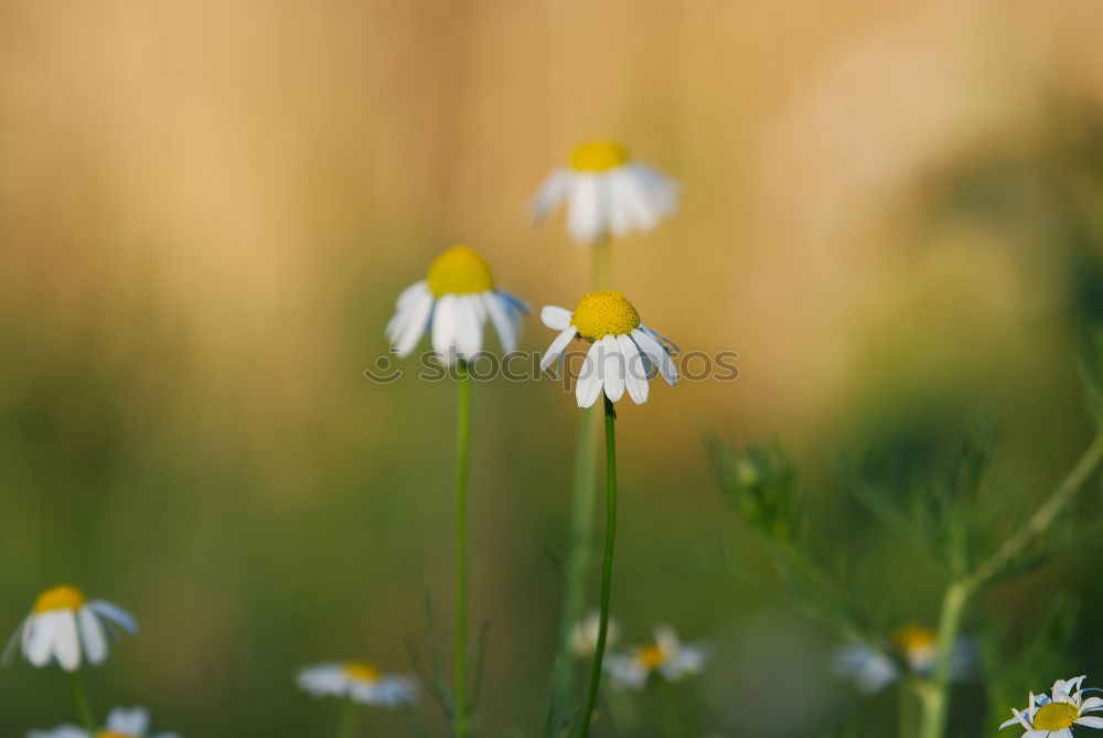 Similar – Foto Bild Kleine Sonnen