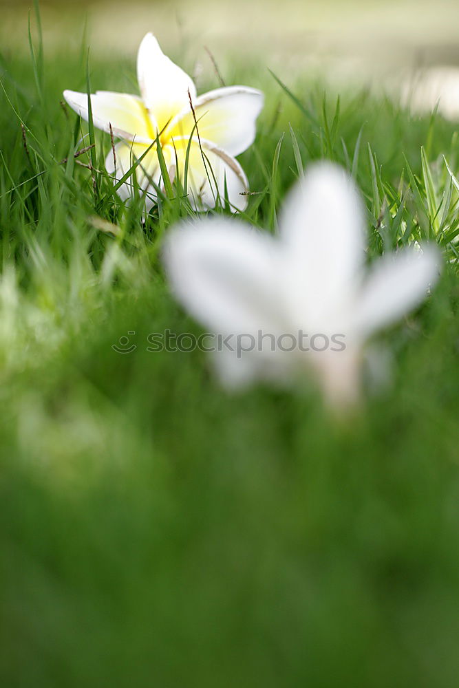 Similar – Image, Stock Photo Tinkerbell’s girlfriend