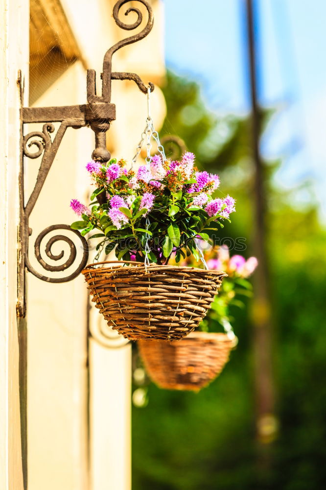 Similar – Flower pots on terrace or balcony