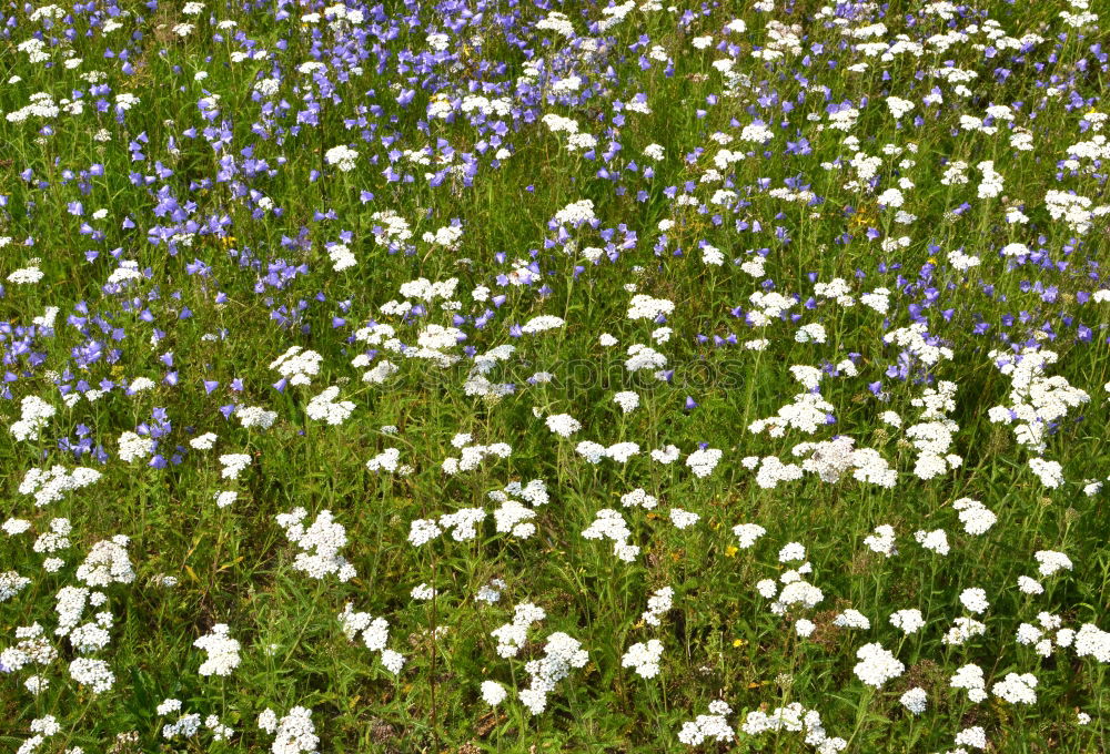 Similar – Flowers in front of and behind the fence