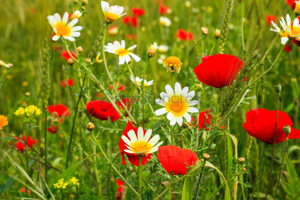 Similar – More flowers. Nature Plant