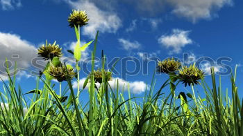 Similar – Stem with flowers of a wild carrot from the frog’s eye view in front of a blue sky