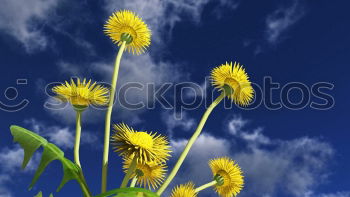 high up Flower Yellow