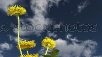 Similar – high up Flower Yellow