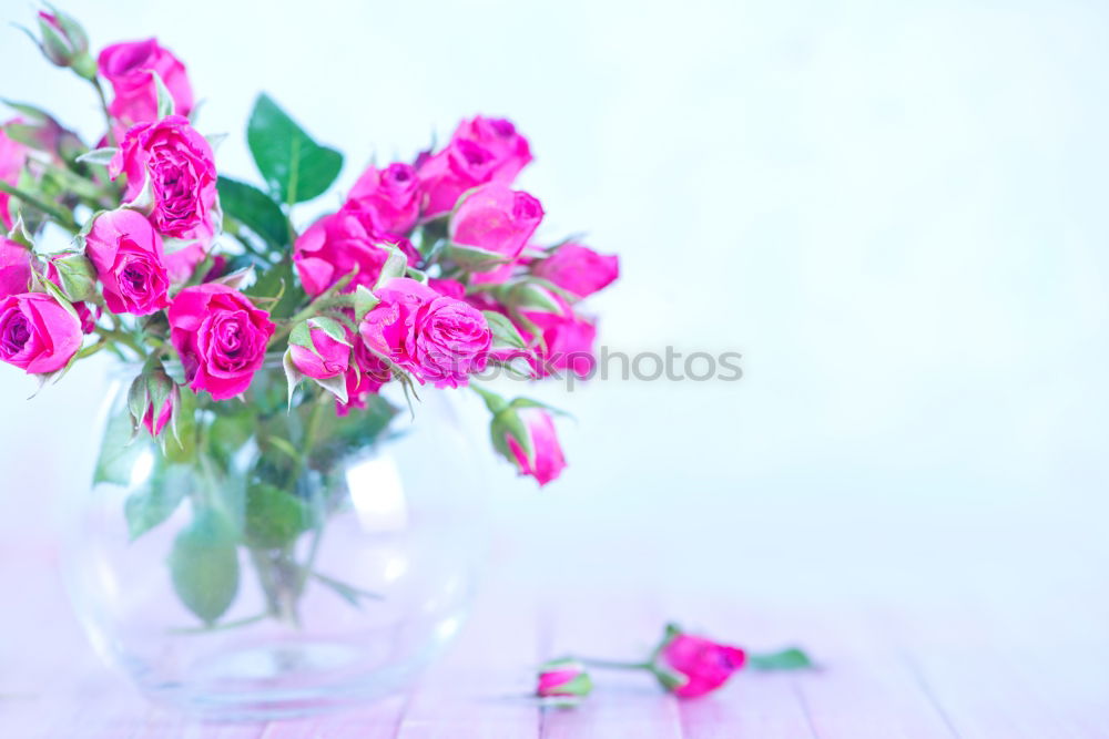 Similar – Image, Stock Photo Hyacinth on light wood background