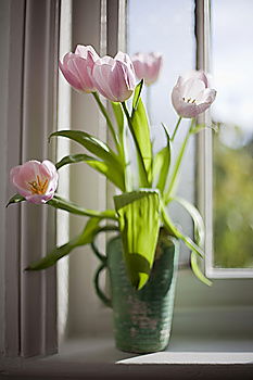 Similar – Image, Stock Photo tulipa