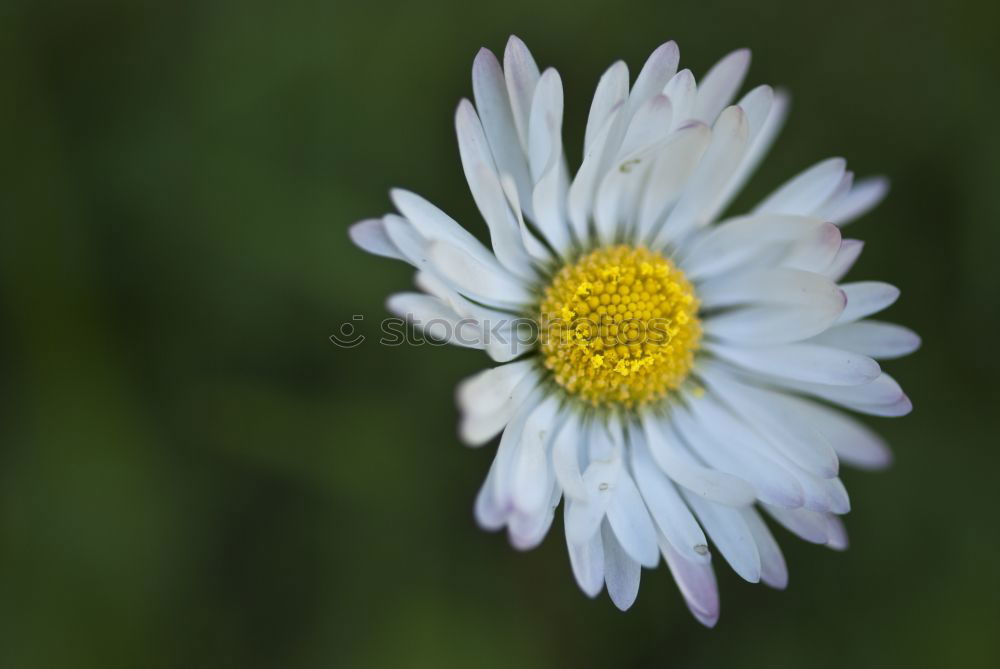 Image, Stock Photo straw flowers Nature Plant