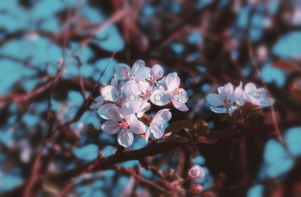 Similar – Image, Stock Photo pink flowers…