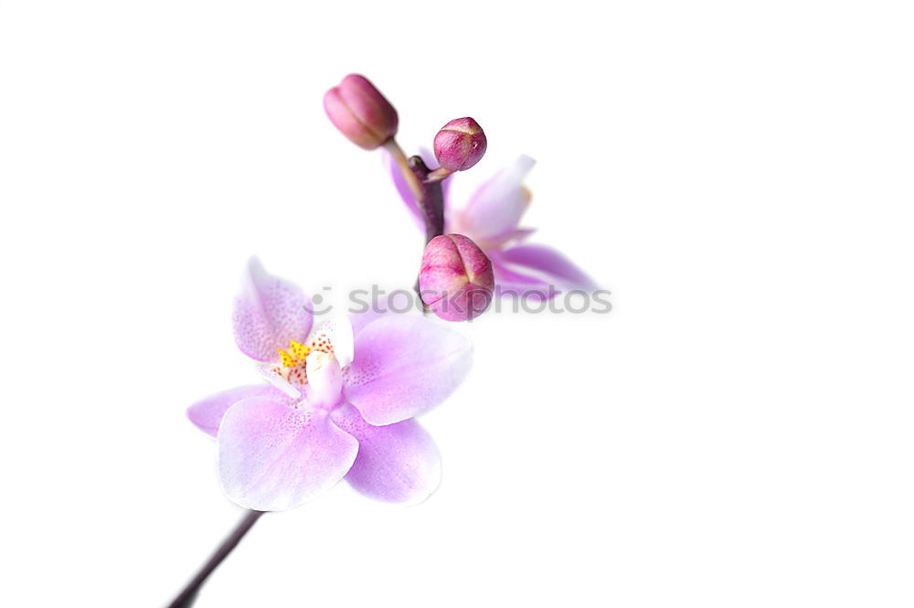 Similar – Image, Stock Photo orchid blossom Elegant