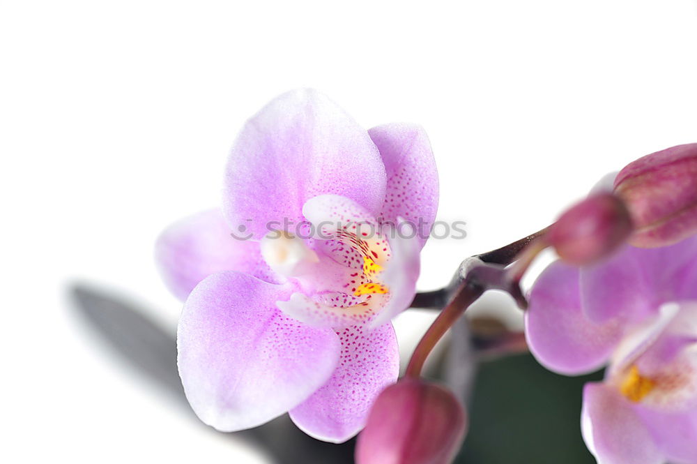 Similar – Image, Stock Photo bee filling station Flower