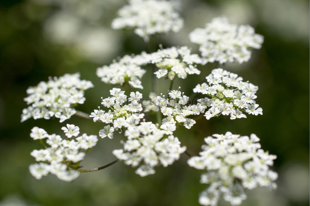 Similar – Foto Bild weiße Blüten einer Sommerwiese mit Sonnenschein