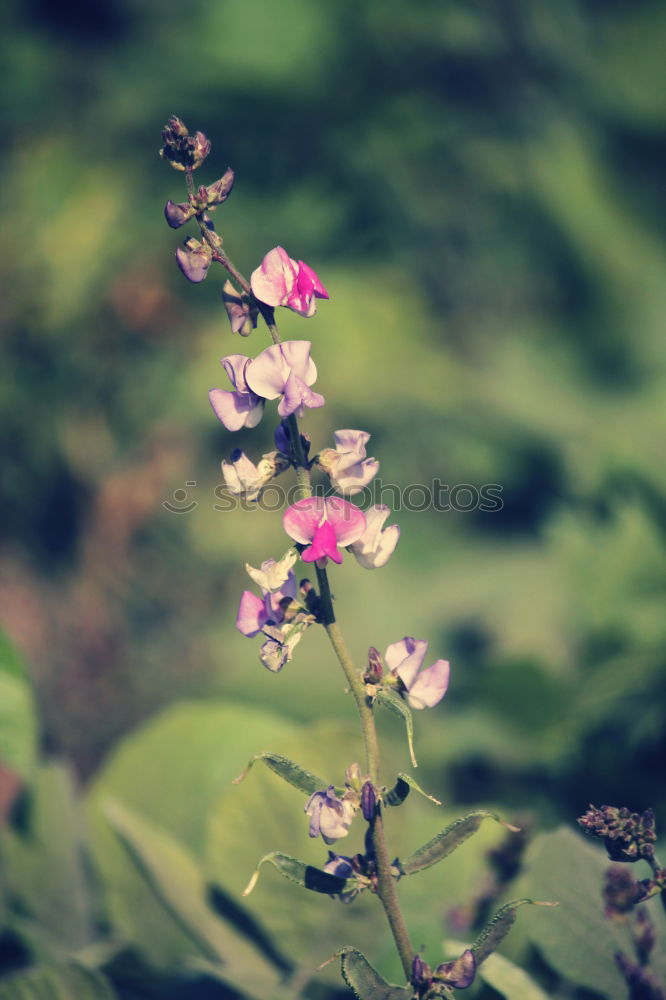Similar – Image, Stock Photo The way Environment Nature