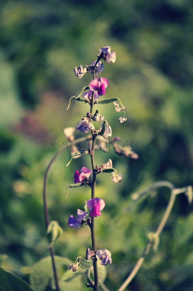 Similar – Image, Stock Photo The way Environment Nature