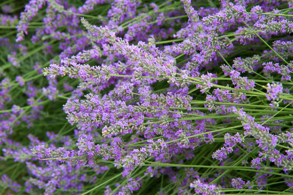 Similar – Foto Bild Lavandula angustifolia in quer