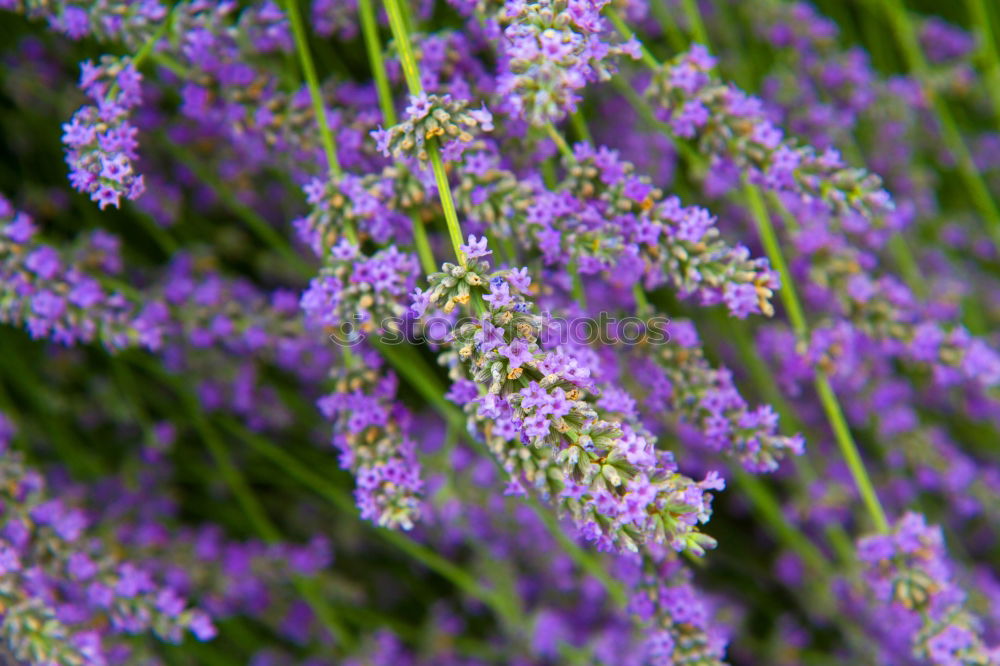 Similar – Foto Bild Lavandula angustifolia in quer