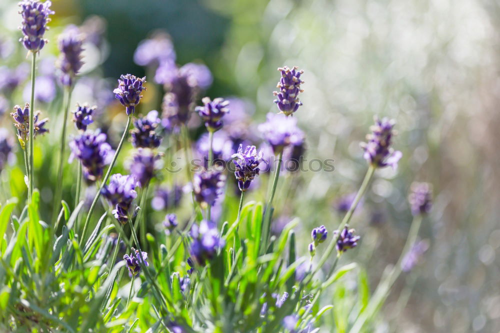 Similar – crested lavender Lavender