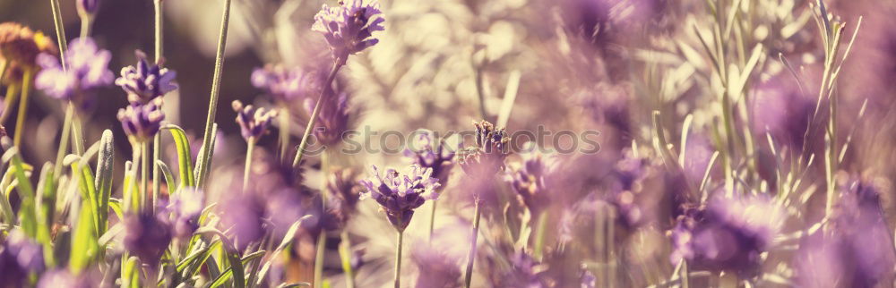 Medicinal plant Lavender