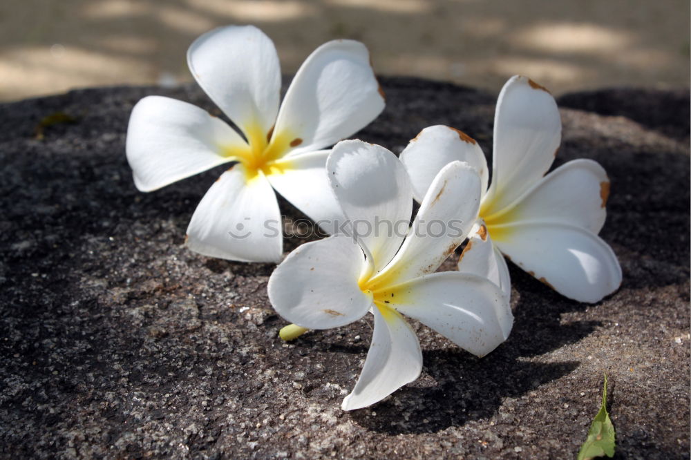 Similar – Image, Stock Photo white flower plant Flower