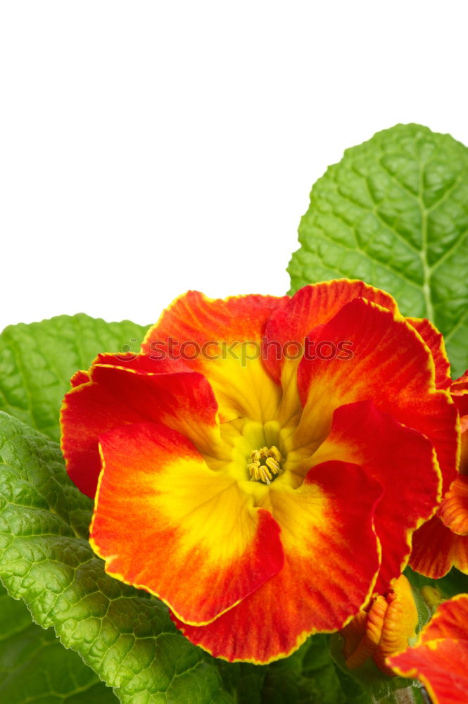 Similar – Yellow primroses on red wooden table