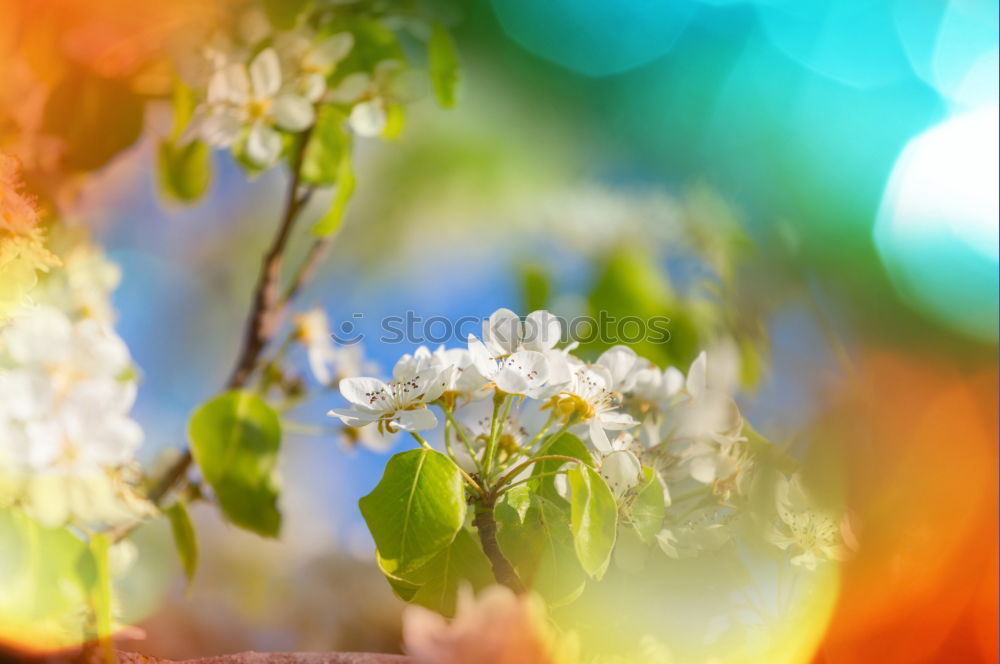 Similar – Image, Stock Photo Fresh, lush meadow white spring flowers close up