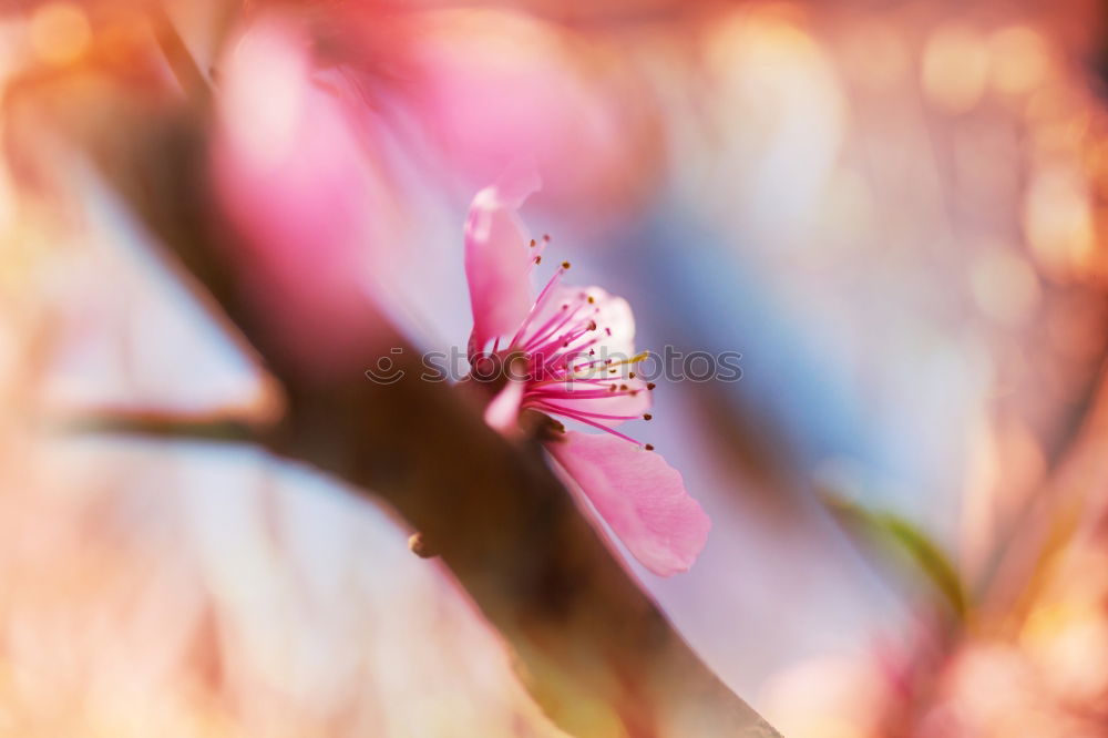 Similar – Image, Stock Photo Poppy addicted Elegant