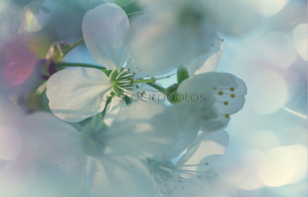 Similar – White flowers with bokeh