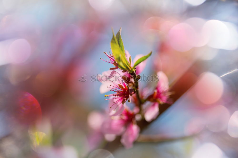 Similar – Pinky rosa grün Bergheide