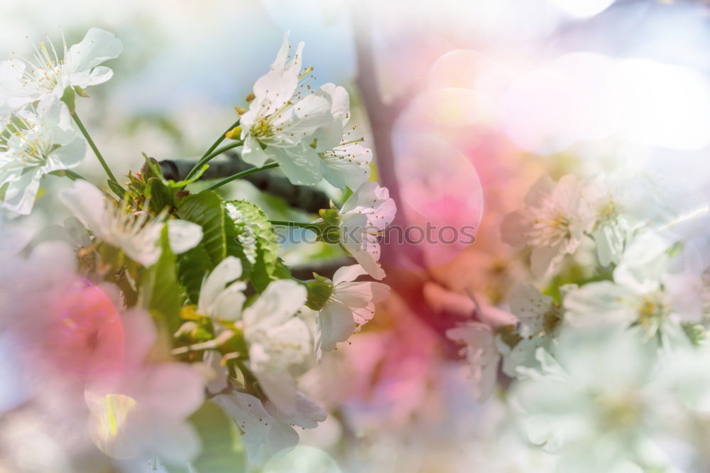 Similar – Image, Stock Photo Clatterbill in morning dew