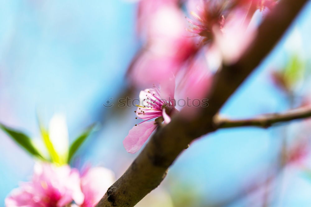 Similar – colourful Nature Plant Sky