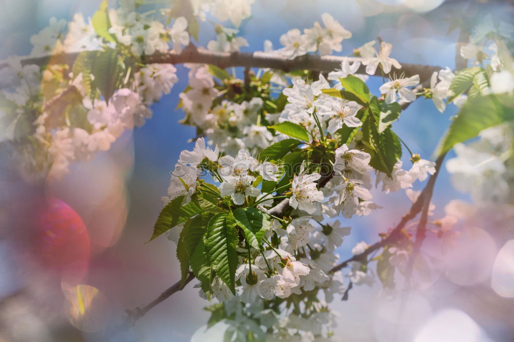 Similar – Image, Stock Photo Apple Tree Flowers