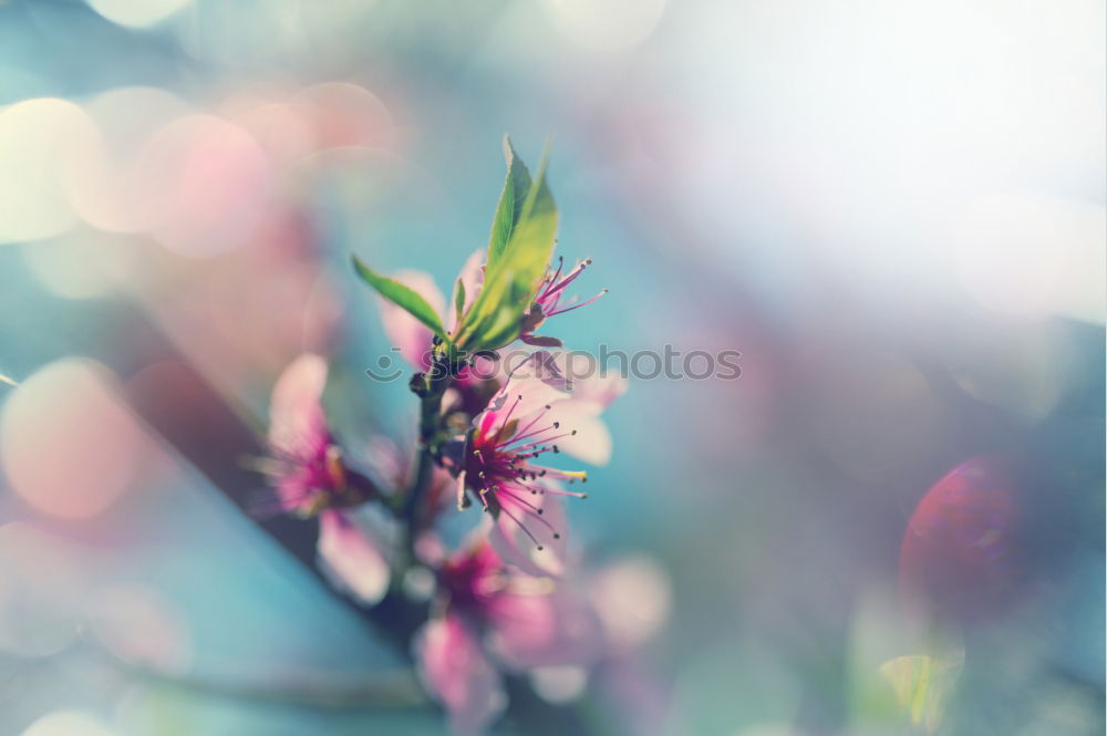 Similar – Image, Stock Photo spring motif Nature Plant