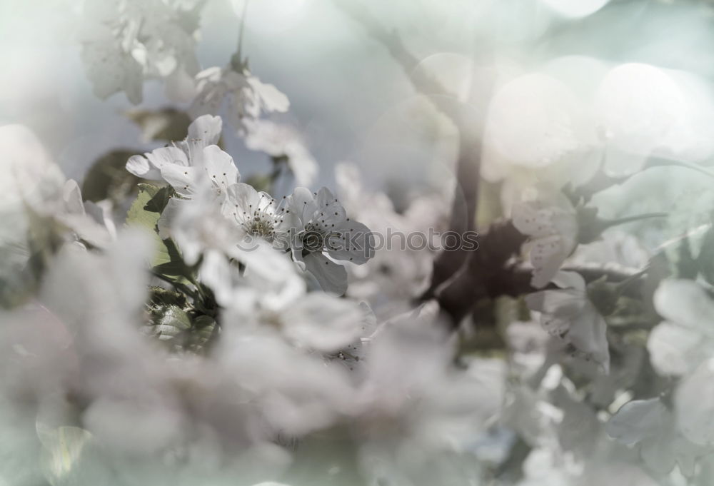 Image, Stock Photo spring Environment Nature