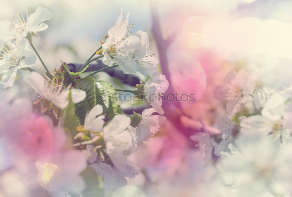 Similar – Image, Stock Photo Spring nature background with white flowers