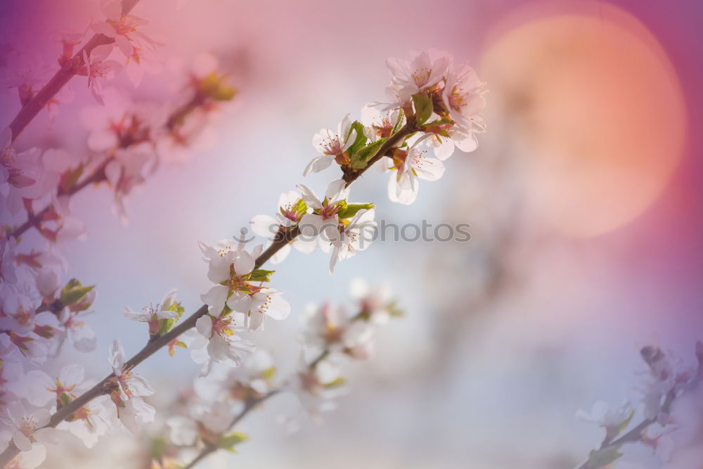 Similar – Image, Stock Photo almond blossom Harmonious