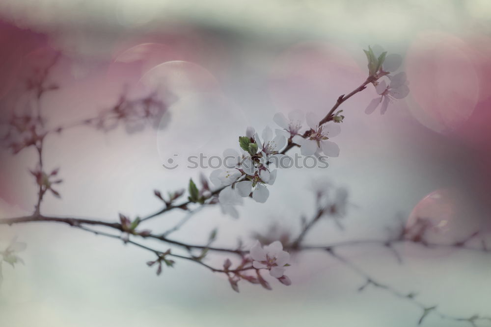 Similar – inception Blossom Tree