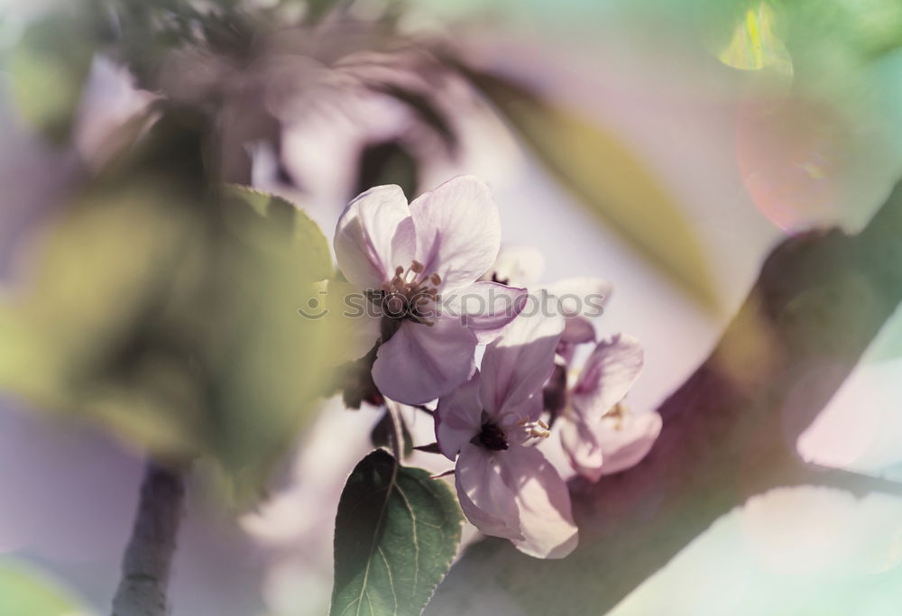 spring Blossom Tree