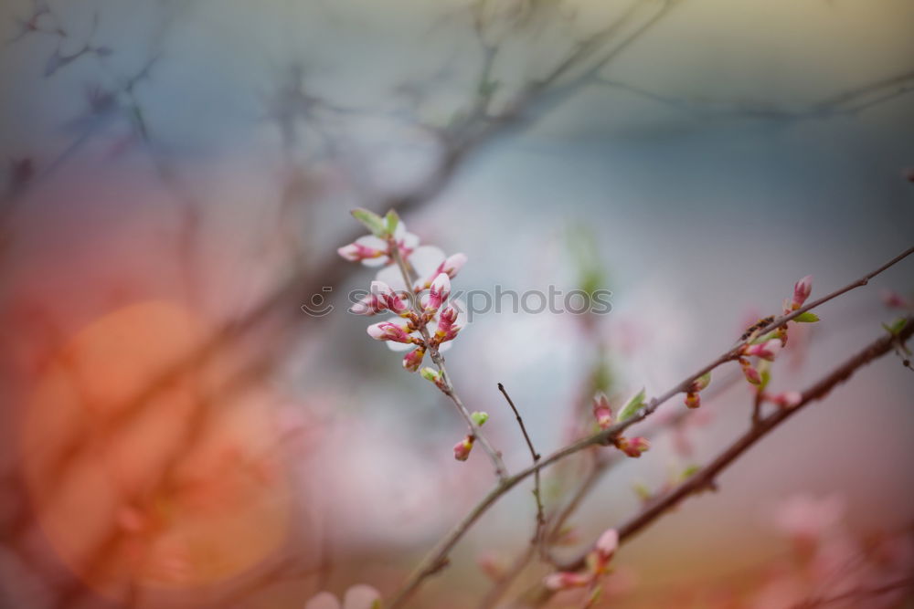 Similar – cherry blossom Spring