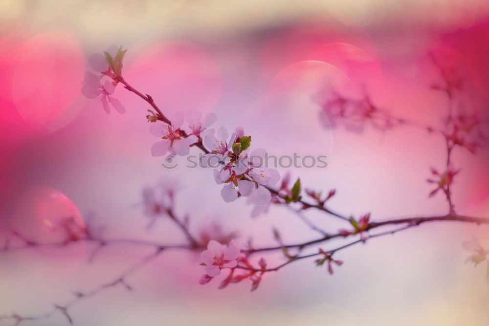 Similar – Foto Bild Wilde Beeren im Herbst