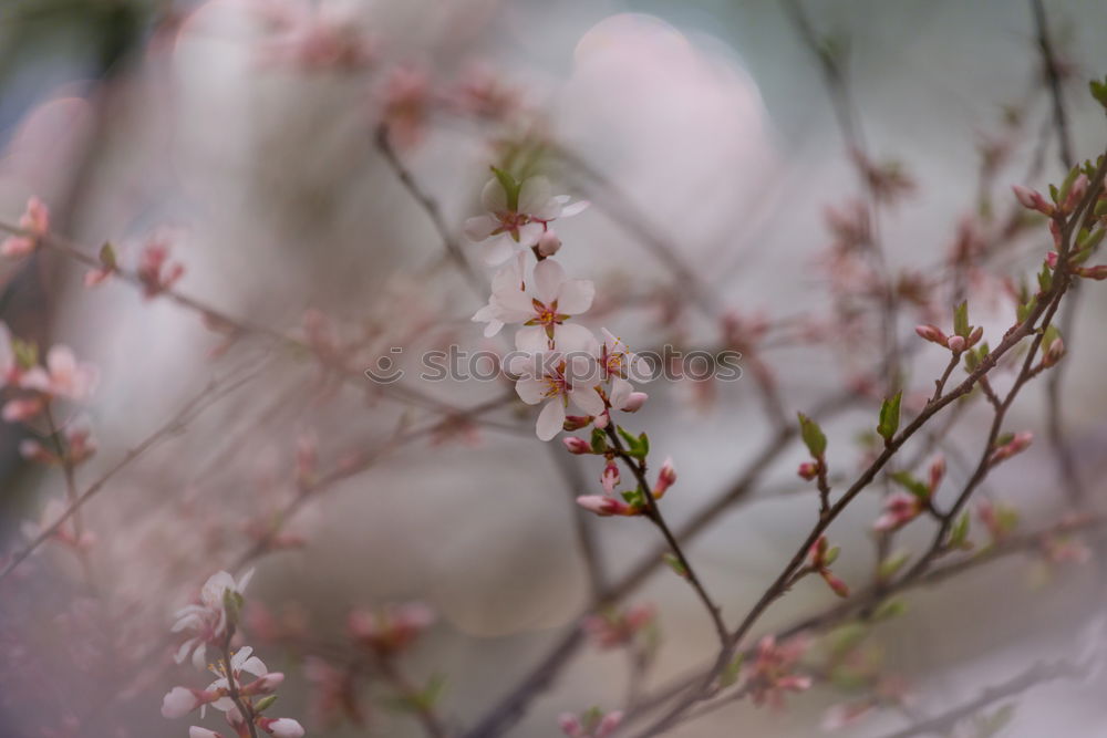 Similar – Foto Bild Frühlingserwachen Winter