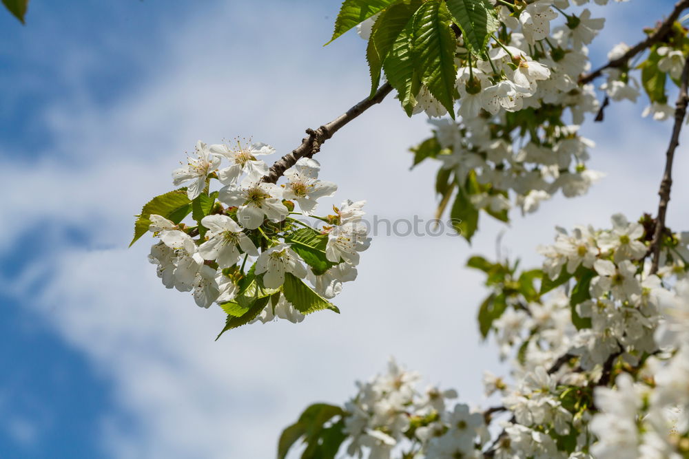 Similar – Image, Stock Photo BLOOD TERROR Flower