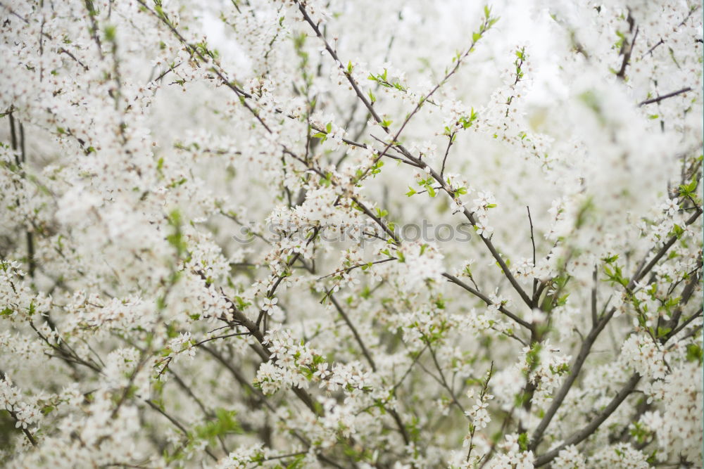 Similar – Apples will hang here one day