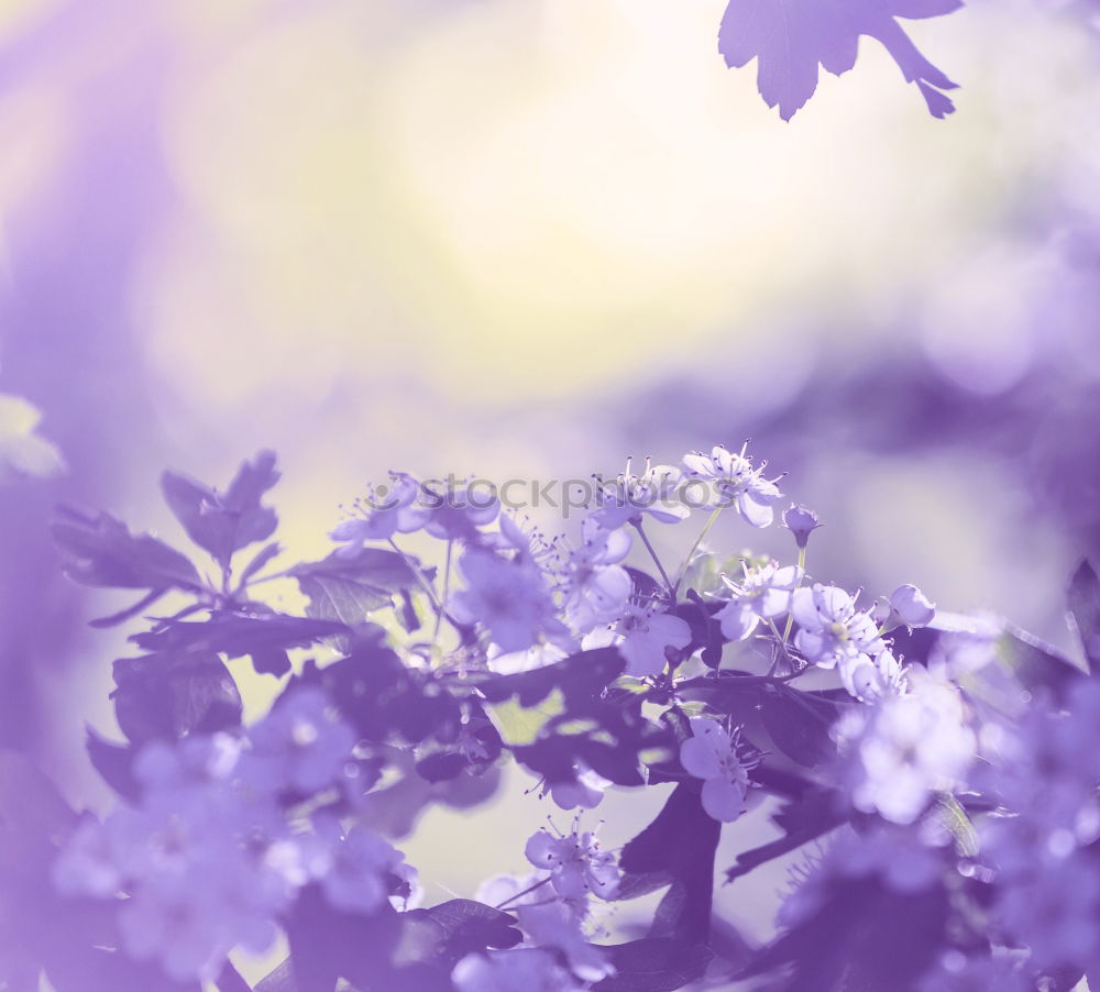 Similar – Image, Stock Photo lilac Lilac Violet