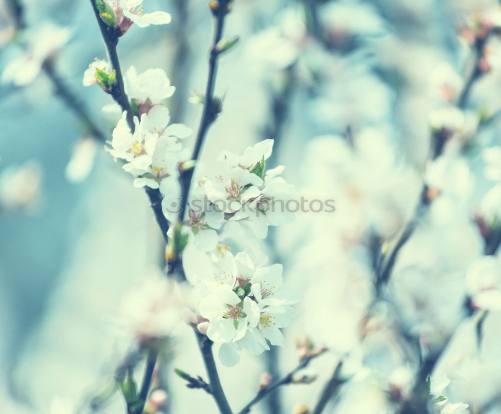 Similar – White spring cherry blossom on blue background