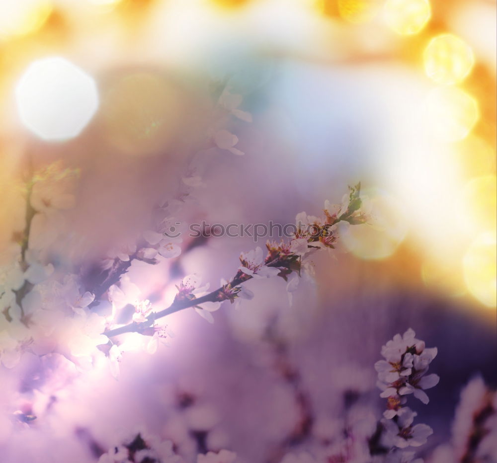 Similar – Image, Stock Photo Confit with flowers and bread